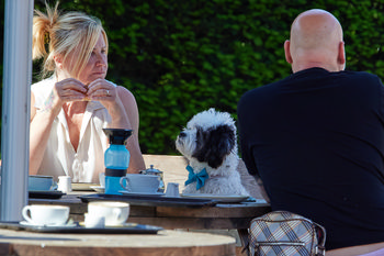 Cafe dog hopeful This still life photograph was taken in the morning during the summer at a cafe, where a small dog wearing a blue bow tie waits hopefully at a table with two people. The outdoor setting is framed by green hedges in the background, and the scene features cafe elements such as coffee cups, trays, and a water bottle. Animals, specifically dogs, and people are present, contributing to a relaxed and cheerful cafe atmosphere as natural sunlight illuminates the scene.